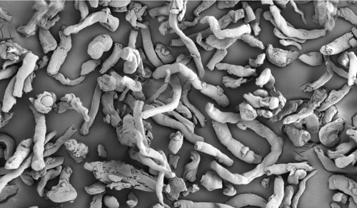 Primellose Croscarmellose Sodium Excipients
